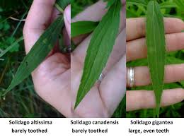 Attēlu rezultāti vaicājumam “Solidago virgaurea leaf”