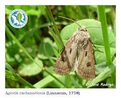 Attēlu rezultāti vaicājumam “Agrotis exclamationis”