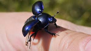 Attēlu rezultāti vaicājumam “Trypocopris vernalis”