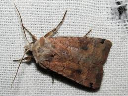 Attēlu rezultāti vaicājumam “Xestia baja”