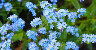 Image result for Vergissmeinnicht