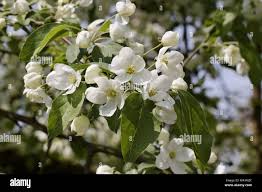 Attēlu rezultāti vaicājumam “Malus mandshurica”