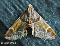 Attēlu rezultāti vaicājumam “Pyralis farinalis”