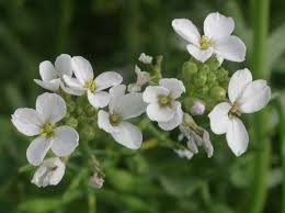 Attēlu rezultāti vaicājumam “Cakile maritima subsp. baltica flower”