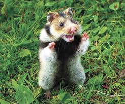 Image result for хомек