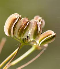 Attēlu rezultāti vaicājumam “Laserpitium latifolium bud”