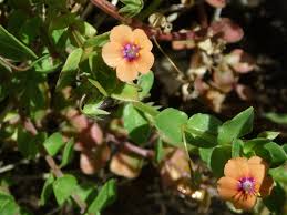 Image result for Anagallis arvensis