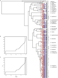 Attēlu rezultāti vaicājumam “Dicranum leioneuron”