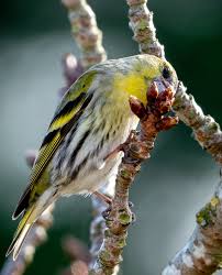 Attēlu rezultāti vaicājumam “Carduelis spinus female”