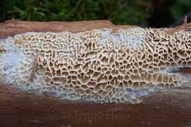 Attēlu rezultāti vaicājumam “Antrodia mellita”