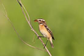 Attēlu rezultāti vaicājumam “Saxicola rubetra adult”