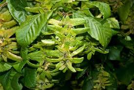 Attēlu rezultāti vaicājumam “Carpinus betulus fruit”