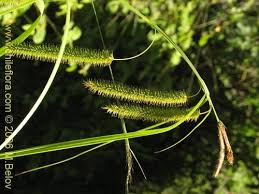 Attēlu rezultāti vaicājumam “Carex pseudocyperus”