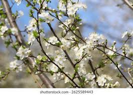 Attēlu rezultāti vaicājumam “Prunus cerasifera var. divaricata”