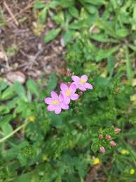 Attēlu rezultāti vaicājumam “Centaurium erythraea leaf”