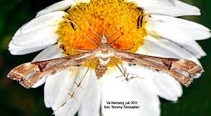 Attēlu rezultāti vaicājumam “Platyptilia gonodactyla”