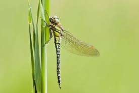 Attēlu rezultāti vaicājumam “Brachytron pratense”