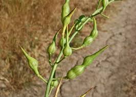 Image result for Raphanus sativus ssp. Oleiformes