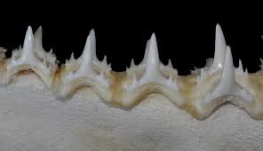 Image result for Odontaspis ferox