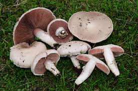 Attēlu rezultāti vaicājumam “Agaricus”