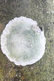 Attēlu rezultāti vaicājumam “Phlyctis agelaea”