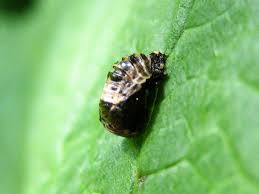 Attēlu rezultāti vaicājumam “Adalia bipunctata imago”