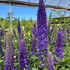 Attēlu rezultāti vaicājumam “Veronica longifolia fruit”