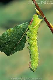 Attēlu rezultāti vaicājumam “Laothoe populi”