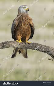 Image result for Milvus milvus