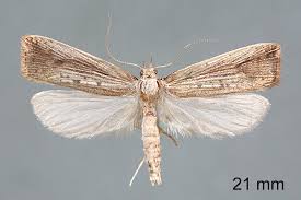 Attēlu rezultāti vaicājumam “Lyonetiidae”