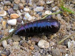 Attēlu rezultāti vaicājumam “Euplexia lucipara”