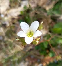Attēlu rezultāti vaicājumam “Saxifraga granulata leaf”