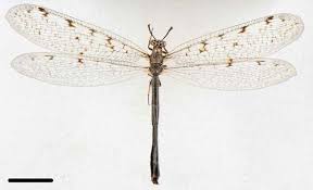 Attēlu rezultāti vaicājumam “Myrmeleontidae imago”