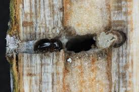 Attēlu rezultāti vaicājumam “Claustria didermoides”