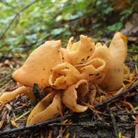 Attēlu rezultāti vaicājumam “Otidea onotica”