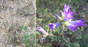 Image result for Campanula lingulata