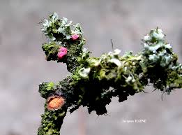 Attēlu rezultāti vaicājumam “Illosporiopsis christiansenii”