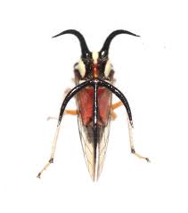 Attēlu rezultāti vaicājumam “Membracidae”