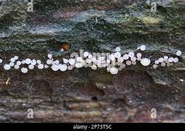 Attēlu rezultāti vaicājumam “Enerthenema papillatum”