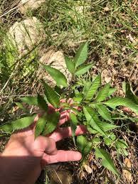 Attēlu rezultāti vaicājumam “Bidens frondosa fruit”