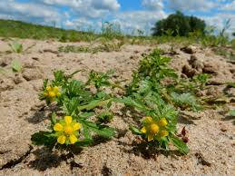 Attēlu rezultāti vaicājumam “Potentilla supina flower”