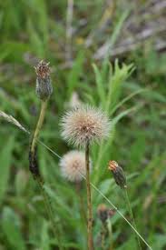Attēlu rezultāti vaicājumam “Leontodon hispidus flower”