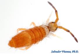 Attēlu rezultāti vaicājumam “Collembola”