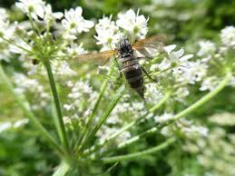 Attēlu rezultāti vaicājumam “Entomophthora”