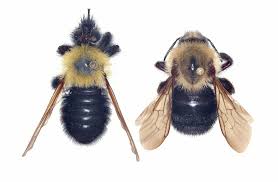 Attēlu rezultāti vaicājumam “Laphria gibbosa”