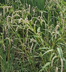 Attēlu rezultāti vaicājumam “Persicaria lapathifolia leaf”