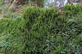 Attēlu rezultāti vaicājumam “Barbilophozia attenuata”