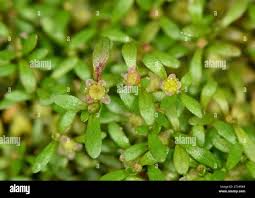 Attēlu rezultāti vaicājumam “Elatine hydropiper”