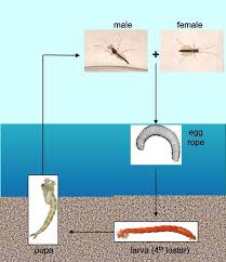 Attēlu rezultāti vaicājumam “Chironomidae imago”