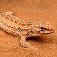 Attēlu rezultāti vaicājumam “Lycogala asperum sessile”